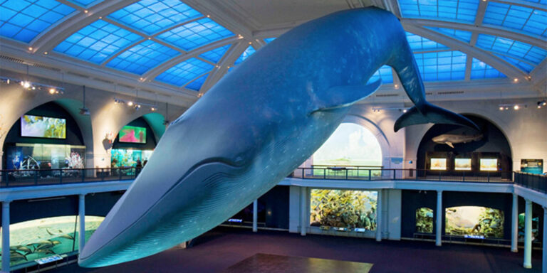 blue-whale-exhibit-1024-512